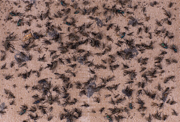 many dead flies on sticky paper