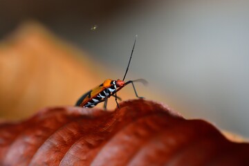 close-up of beetle on plant