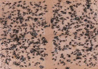 many dead flies on sticky paper