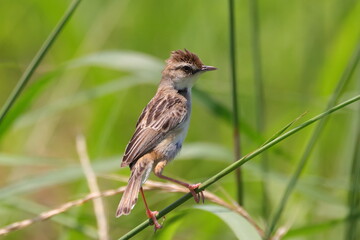 雑草の中のセッカ