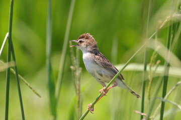 鳴いているセッカ