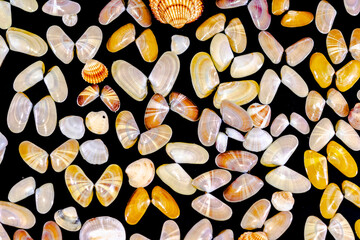 Close-up view of a collection of Donax variabilis or coquina saltwater clam mollusc opened shells and seashells. Macro-photography in dark background of a variety of different colorful species © MSC