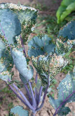 Cabbage flea beetle (Phyllotreta cruciferae) or crucifer flea beetle. Damaged leaves of purple...