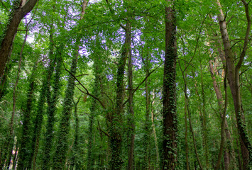 Fototapeta premium green forest in the morning