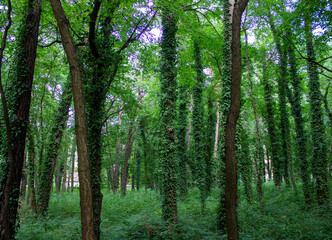 Obraz premium trees in the forest