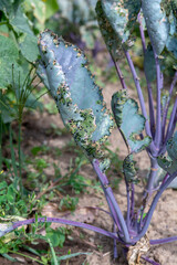Cabbage flea beetle (Phyllotreta cruciferae) or crucifer flea beetle. Damaged leaves of purple...