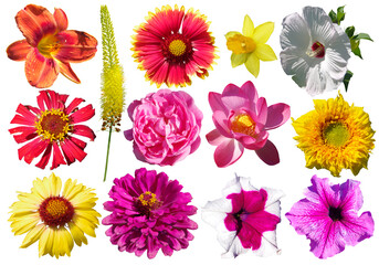 Collection of different multicolored flowers isolated on white background.