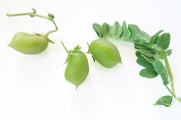 家庭菜園で育てたヒヨコマメ