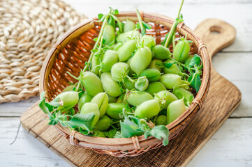 収穫したばかりのヒヨコマメ