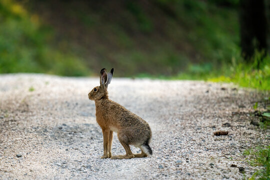 a european hare, lepus europaeus, on a mountain way at a summer morning
