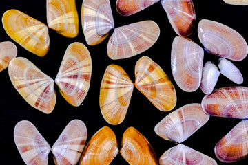 Very close-up view of a collection of Donax variabilis or coquina saltwater clam mollusc opened shells like butterflies. Macro-photography in dark background of a variety of different colorful species © MSC