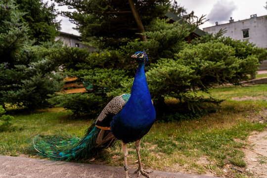 Wide angle photo of an Indian Peafowl Pavo cristatus walking in the park, peacock against greenery
