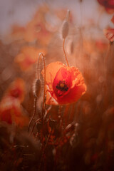 Kwiaty czerwonych maków polnych. Letnie kwitnące kwiaty. Czerwony mak polny - obrazy, fototapety, plakaty