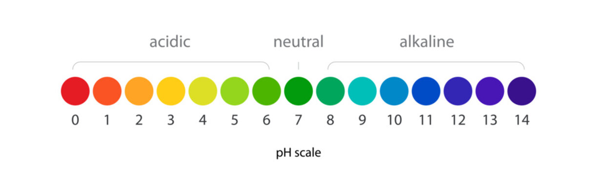 pH scale vector Infographic acid-base balance. Indicator diagram acidic alkaline measure isolated on white background illustration. 10 eps
