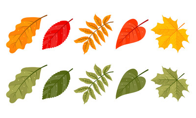 set of autumn leaves. Yellow, red and green. Isolated objects on white background. Vector illustration. Cartoon style.