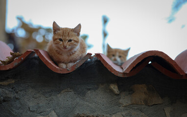 cat on the roof with bokeh