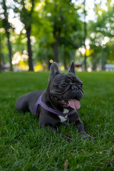 Fototapeta premium black dog french bulldog lay down on the lawn in the park and stuck out his tongue