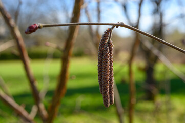 Corylus avellana 'Fuscorubra', hazel, soft pinkish-purple catkins are produced in late winter or early spring, followed by edible, dark pinkish-red nuts.