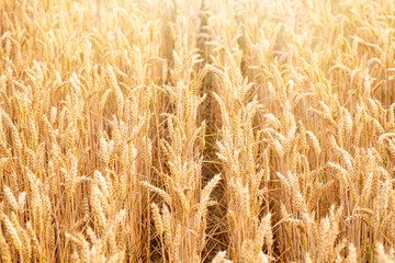 Golden yelloe wheat in a field. Idea of cereal export, world grain crisis