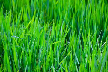 Closeup of green grass background