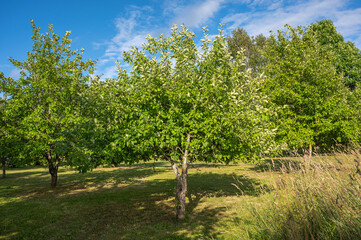 Fototapeta premium Young apple trees grow in summer in the garden.