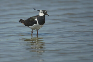 A Northern Lapwing standing in a flooded meadow
