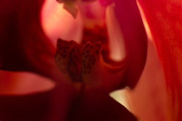 Red orchid flower close up macro photo. Sensual photo with orchid for card design.