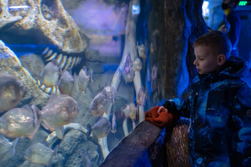 A young boy looks at the piranhas in the sea aquarium.