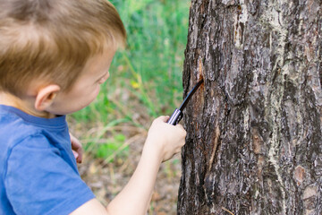 A young boy with a knife in the forest cuts a tree. Dangerous game, outdoor recreation. - obrazy, fototapety, plakaty