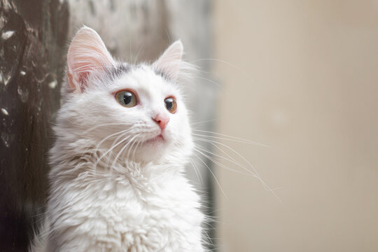 portrait of a white cat looking to the side at home.