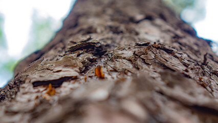 Forest. Pines, Cones. Beautiful nature.