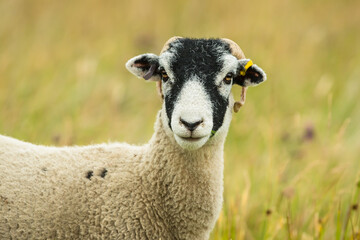 Swaledale ewe or female sheep, facing forward in summer meadow.  Close up of head and shoulders. ...