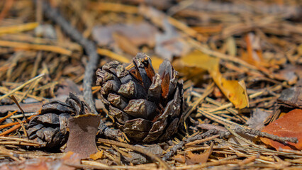 Forest. Pines, Cones. Beautiful nature.