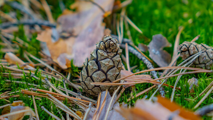 Forest. Pines, Cones. Beautiful nature.