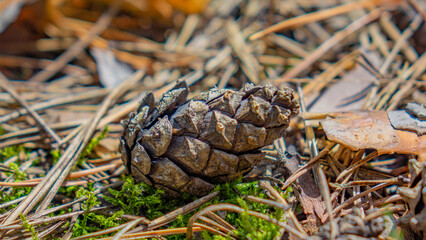 Forest. Pines, Cones. Beautiful nature.