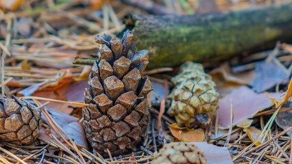 Forest. Pines, Cones. Beautiful nature.