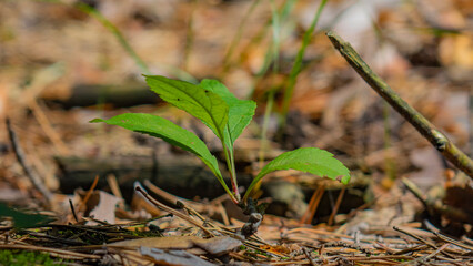 Forest. Pines, Cones. Beautiful nature.