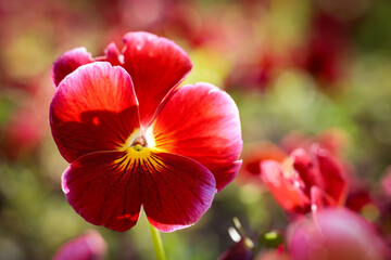 Red and Yellow Flower with bokeh / Nature / Garden