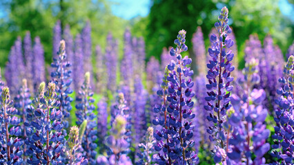 A beautiful natural background for your projects in banner format with a field of lupine flowers on a clear summer day