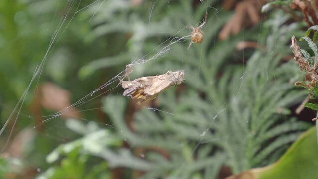 Ara&ntilde;a reclusa parda  capturando  
 en su tela de ara&ntilde;a una mariposa astragalus