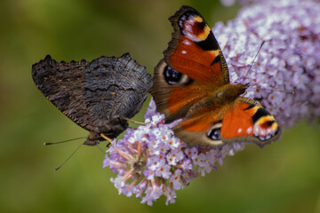 butterfly on a flower