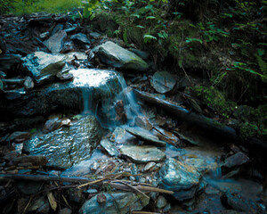 stream in the forest