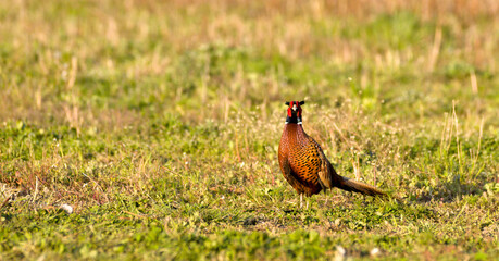 common pheasant in the grass
