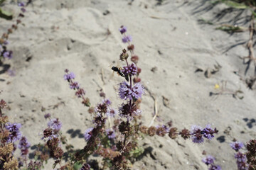 desert plants growing in sand violet red
