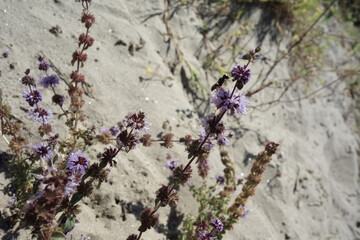 desert plants growing in sand violet red