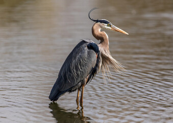 While wading in shallow waters a Great Blue Heron catches a breeze from behind that lifts up its head plumes and chest feathers.