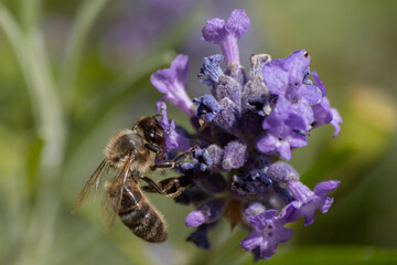 bee on lavender
