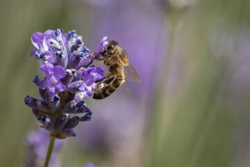 bee on lavender