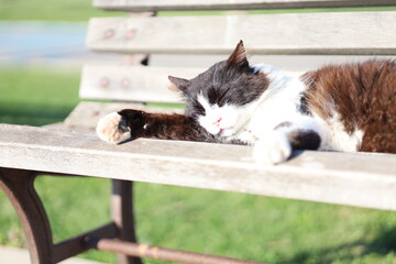 sun bathing cat in park