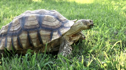 リクガメ　陸亀